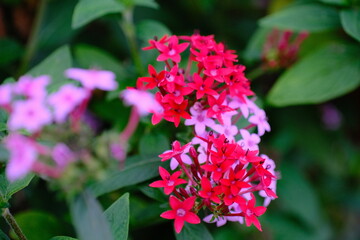 Naklejka premium 花