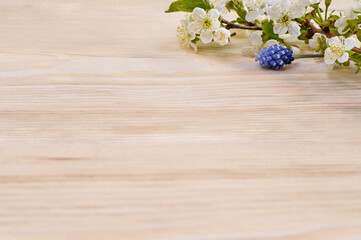 A flowering branch of a cherry tree on a wooden background. A sprig of muscari.