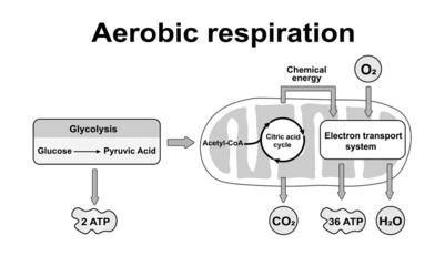 Aerobic Respiration Scheme. Colorful Symbols. Vector Illustration.