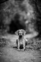 dog playing in the nature