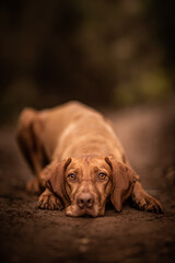 dog playing in the nature
