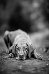dog playing in the nature