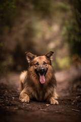 dog playing in the nature