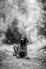 dog playing in the nature