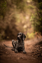 dog playing in the nature