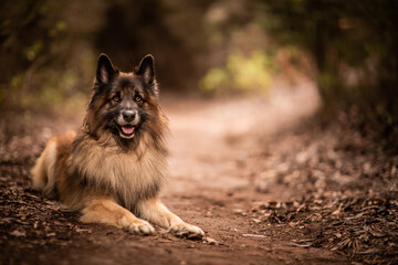 dog playing in the nature