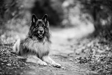 dog playing in the nature