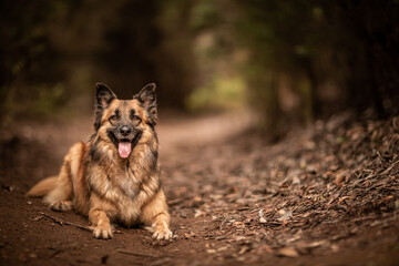 dog playing in the nature
