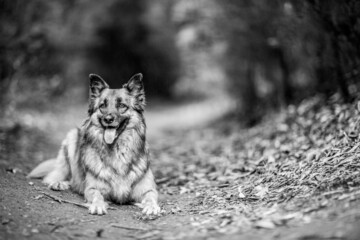 dog playing in the nature