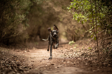 dog playing in the nature