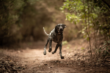 dog playing in the nature