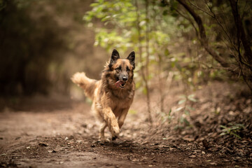dog playing in the nature