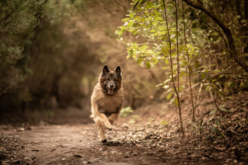 dog playing in the nature