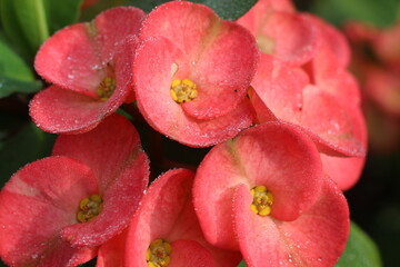 pink euphorbia in the garden