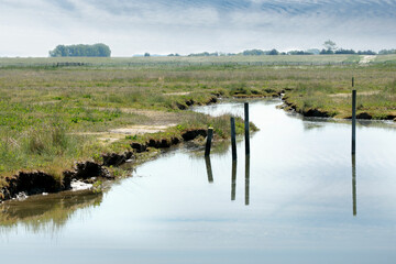 poles reflecting in the water, Zwin, Belgium