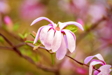 Magnolia spring flowers