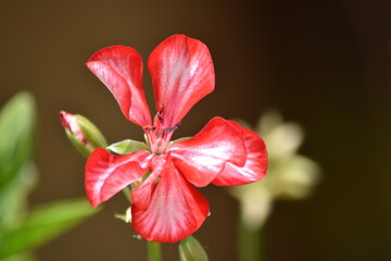 Flor roja