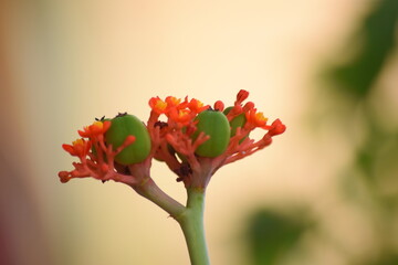 Flores rojas con frutos verdes