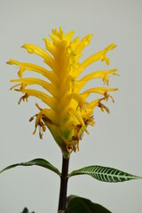 Flor amarilla 
