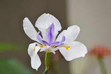 Orquídea de color blanco y Azul