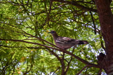 Cuculi Dove perched on the branch of a tree in the city