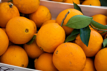 Fresh ripe sicilian oranges citrus fruits on market