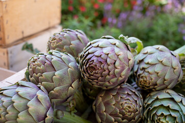 Fototapeta premium Fresh raw heads of artichokes plants for sale on farmers market