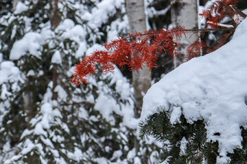 red snow covered tree