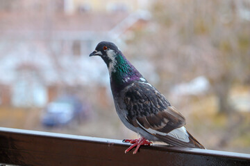 pigeon on a fence