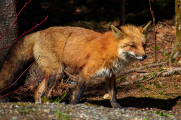 red fox in the wild