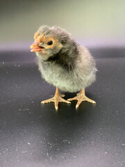 baby chicken on the beach
