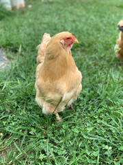chicken