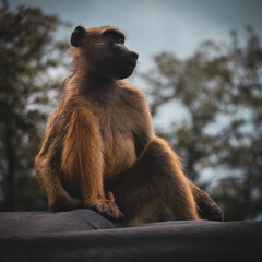 baboon sitting on the ground