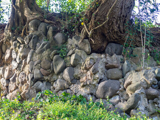 Stone background. Trees grow on an old stone wall. Old masonry. Remains of  architecture.