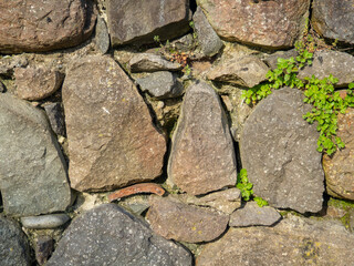 A plant on a stone wall. Plants grow on an old stone wall. Old masonry. Remains of ancient architecture.