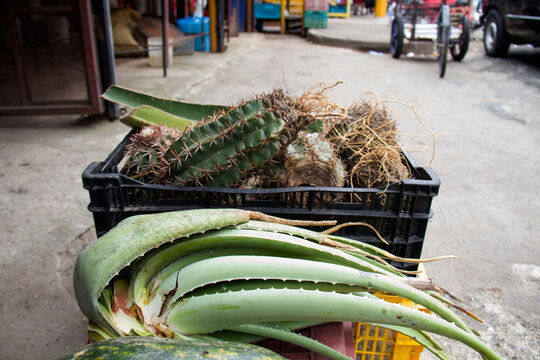 aloe vera leaves with wild dwarf cactus