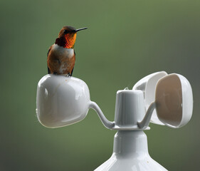 Rofuous Hummingbird Resting on an Anemometer