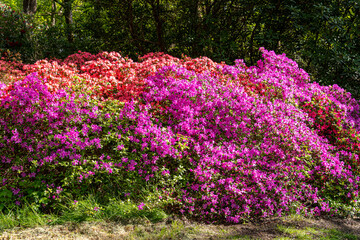 Obraz premium field of flowers