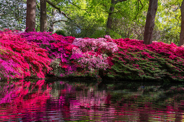 japanese garden in spring