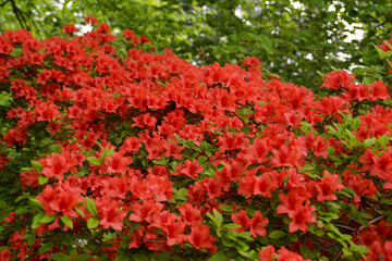 blühende rote Azalee, Botanischer Garten in Gütersloh