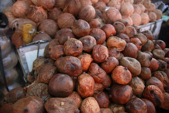 salvador, bahia, brazil - april 30, 2022: genipapo fruit for sale on display at a stall at the Sao Joaquim fair in the city of Salvador.