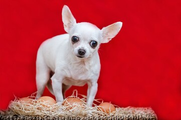 A small chihuahua dog stands guard over a nest made of straw in which chicken eggs lie and looks apprehensively directly into the camera. 