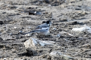 White wagtail is walking to find something to eat.