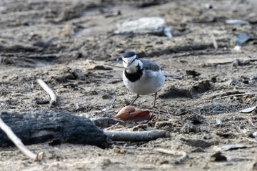 A White Wagtail is looking around to find something to eat.