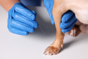 Veterinary holding acupuncture needle near dog's paw, closeup. Animal treatment - obrazy, fototapety, plakaty