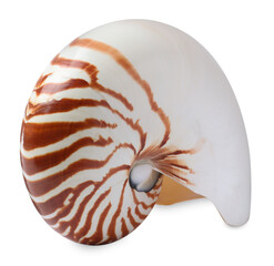One beautiful nautilus shell isolated on white