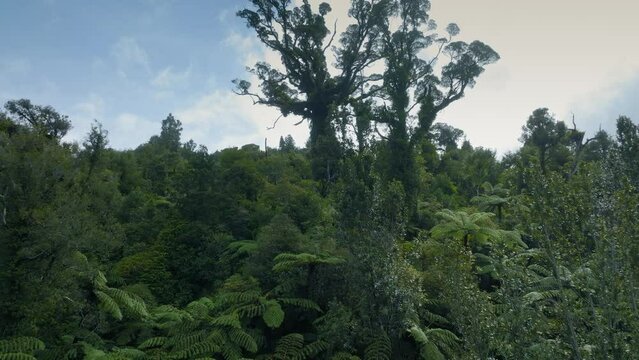 Large kauri tree and rainforest of the coromandel ranges, New Zealand