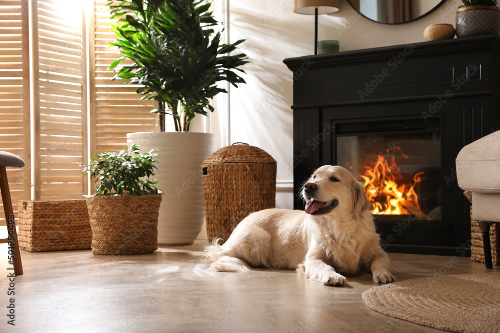 Sticker adorable golden retriever dog on floor near electric fireplace indoors