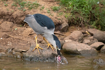 A Black Crowned night Heron eating its prey