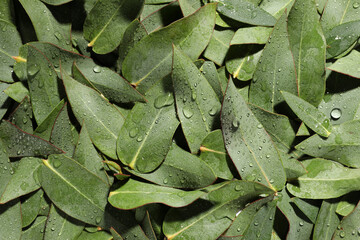 Many eucalyptus leaves with water drops as background, top view